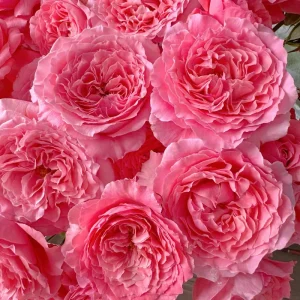 Corail Gelee Rose Live Plant - Continuous Blooms, Heat & Disease Resistant, 150-180 cm Tall - Image 2