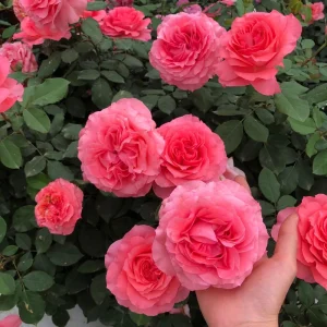 Corail Gelee Rose Live Plant - Continuous Blooms, Heat & Disease Resistant, 150-180 cm Tall - Image 3