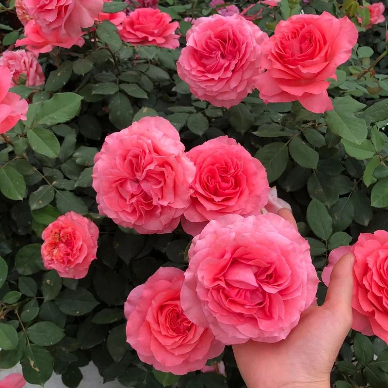 Corail Gelee Rose Live Plant - Continuous Blooms, Heat & Disease Resistant, 150-180 cm Tall - Image 3