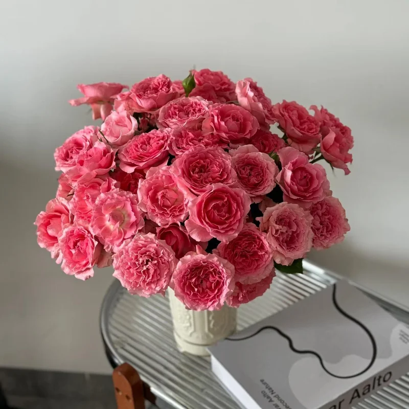 Corail Gelee Rose Live Plant - Continuous Blooms, Heat & Disease Resistant, 150-180 cm Tall - Image 4