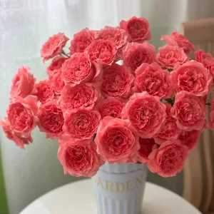 Corail Gelee Rose Live Plant - Continuous Blooms, Heat & Disease Resistant, 150-180 cm Tall - Image 5