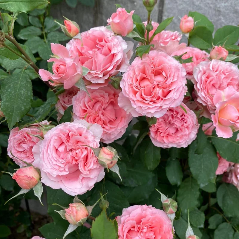 Corail Gelee Rose Live Plant - Continuous Blooms, Heat & Disease Resistant, 150-180 cm Tall - Image 6