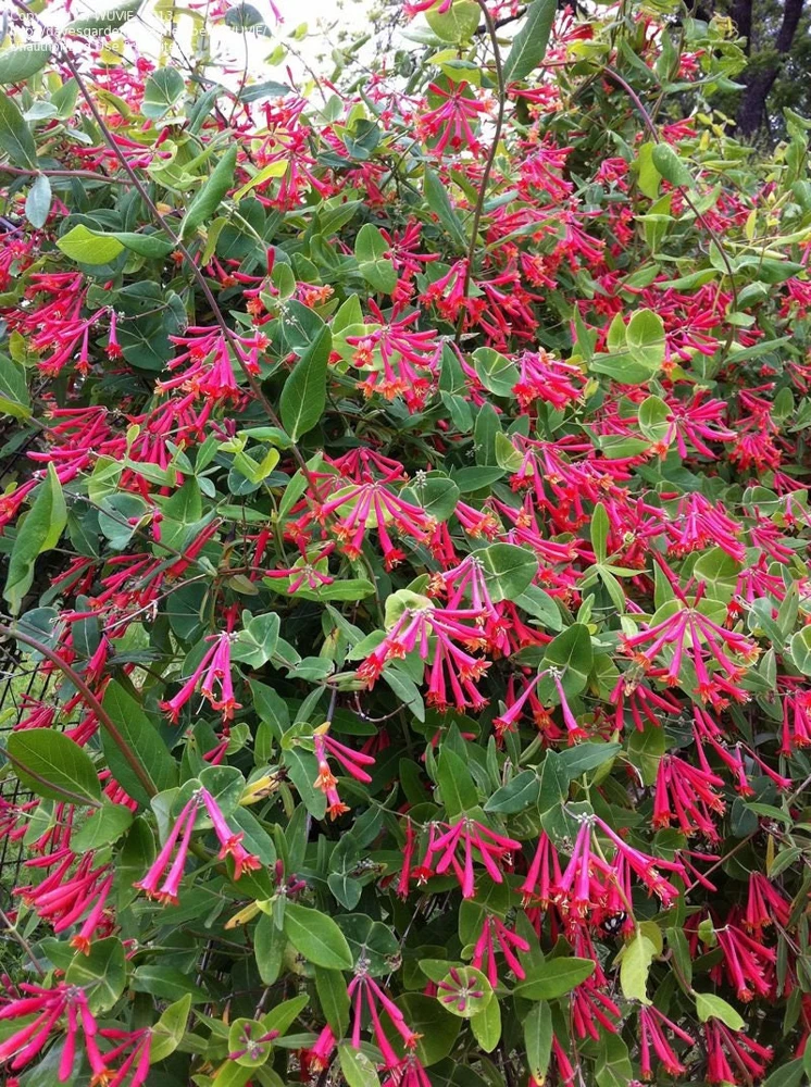 Coral Honeysuckle 'Honey Coral' Live Starter Plant - Native, Deer Resistant, Zones 5-9 - Image 2