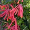 Coral Honeysuckle 'Honey Coral' Live Starter Plant - Native, Deer Resistant, Zones 5-9 - Image 1