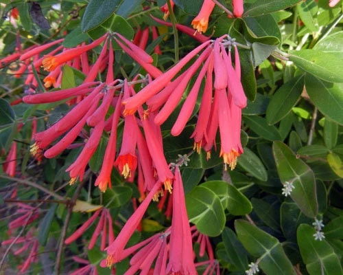 Coral Honeysuckle 'Honey Coral' Live Starter Plant - Native, Deer Resistant, Zones 5-9 - Image 1