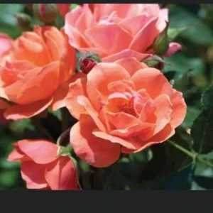 Coral Knock Out Rose Live Plant - 2.5 Inch Pot - Outdoor Bush/Shrub - Image 2