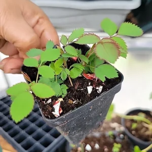 Coral Knock Out Rose Live Plant - 2.5 Inch Pot - Outdoor Bush/Shrub - Image 3