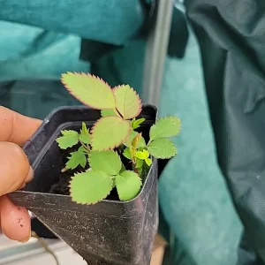 Coral Knock Out Rose Live Plant - 2.5 Inch Pot - Outdoor Bush/Shrub - Image 4