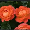 Coral Knock Out Rose Live Plant - 2.5 Inch Pot - Outdoor Bush/Shrub - Image 1