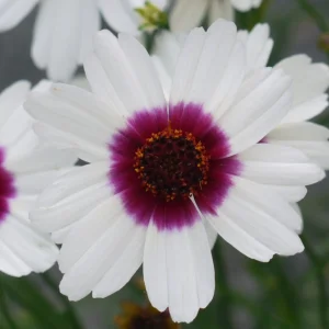 Coreopsis Ice Wine Perennial Live Plant - 2.5x3.5 inch Pot - Full Sun, Zones 4-9 - Image 3