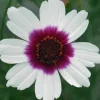 Coreopsis Ice Wine Perennial Live Plant - 2.5x3.5 inch Pot - Full Sun, Zones 4-9 - Image 1