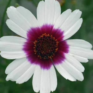 Coreopsis Ice Wine Perennial Live Plant - 2.5x3.5 inch Pot - Full Sun, Zones 4-9 - Image 1