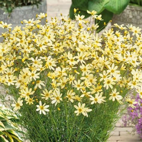 Coreopsis 'Moonbeam' Live Plant - Threadleaf Coreopsis - Yellow Perennial Starter Plant in 2.5" Pot - Image 2