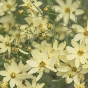 Coreopsis 'Moonbeam' Live Plant - Threadleaf Coreopsis - Yellow Perennial Starter Plant in 2.5