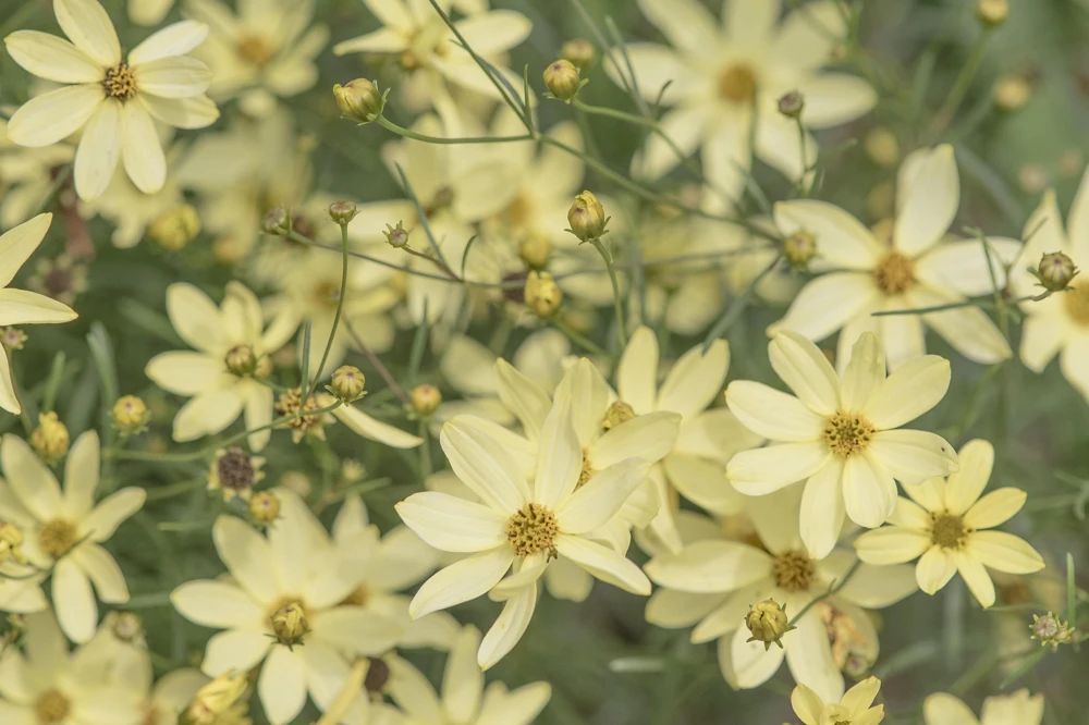 Coreopsis 'Moonbeam' Live Plant - Threadleaf Coreopsis - Yellow Perennial Starter Plant in 2.5" Pot - Image 3