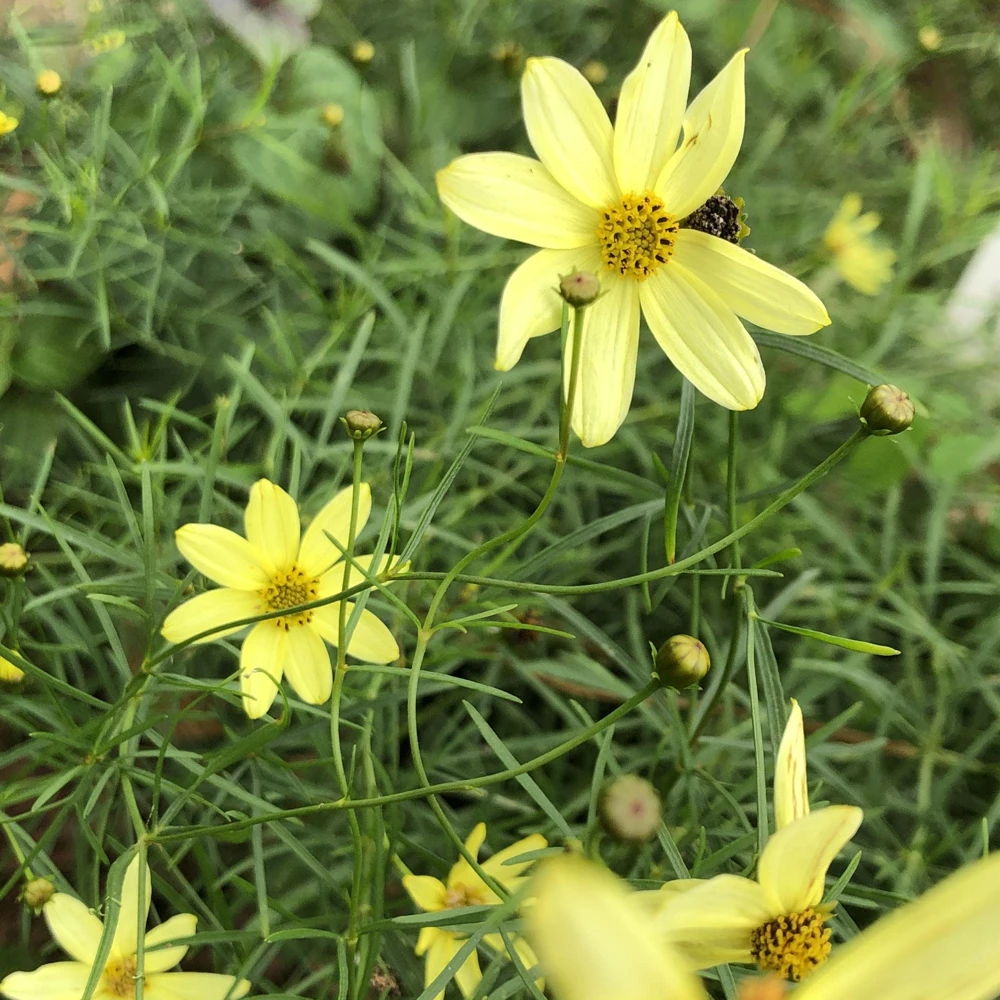 Coreopsis 'Moonbeam' Live Plant - Threadleaf Coreopsis - Yellow Perennial Starter Plant in 2.5" Pot - Image 4