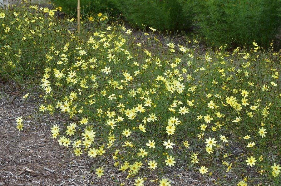 Coreopsis 'Moonbeam' Live Plant - Threadleaf Coreopsis - Yellow Perennial Starter Plant in 2.5" Pot - Image 5
