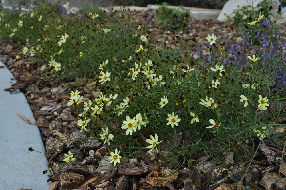 Coreopsis 'Moonbeam' Live Plant - Threadleaf Coreopsis - Yellow Perennial Starter Plant in 2.5" Pot - Image 6