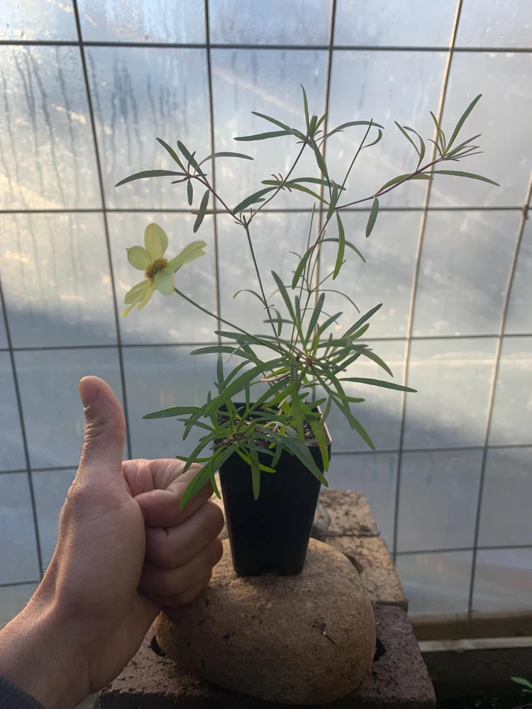 Coreopsis 'Moonbeam' Live Plant - Threadleaf Coreopsis - Yellow Perennial Starter Plant in 2.5" Pot - Image 7