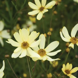 Coreopsis 'Moonbeam' Live Plant - Threadleaf Coreopsis - Yellow Perennial Starter Plant in 2.5" Pot - Image 1