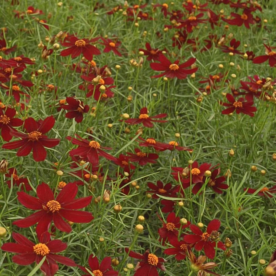 Coreopsis 'Red Satin' Live Plant - Ruby Red Flowers, Perennial, 3 inch Pot - Image 2