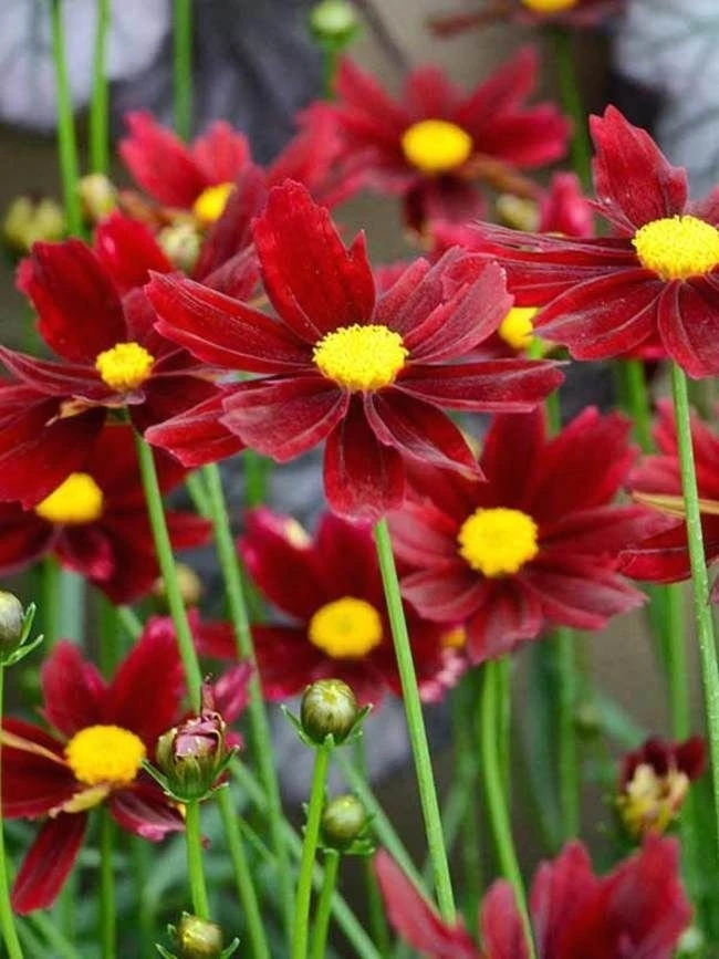 Coreopsis 'Red Satin' Live Plant - Ruby Red Flowers, Perennial, 3 inch Pot - Image 3
