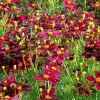 Coreopsis 'Red Satin' Live Plant - Ruby Red Flowers, Perennial, 3 inch Pot - Image 1