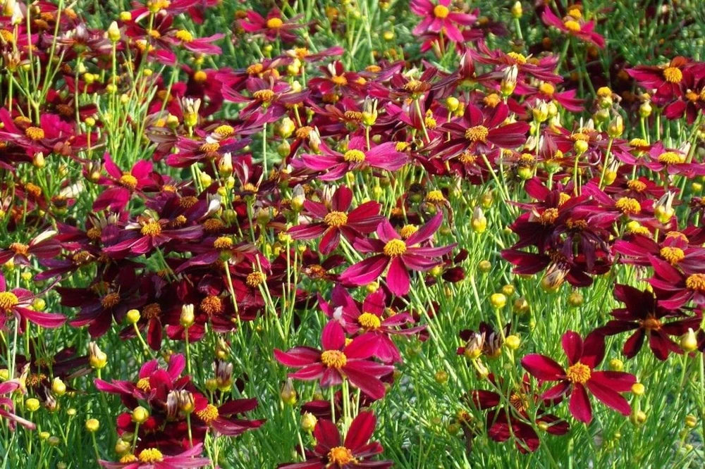 Coreopsis 'Red Satin' Live Plant - Ruby Red Flowers, Perennial, 3 inch Pot - Image 1