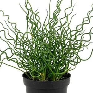 Corkscrew Rush Live Plant 4