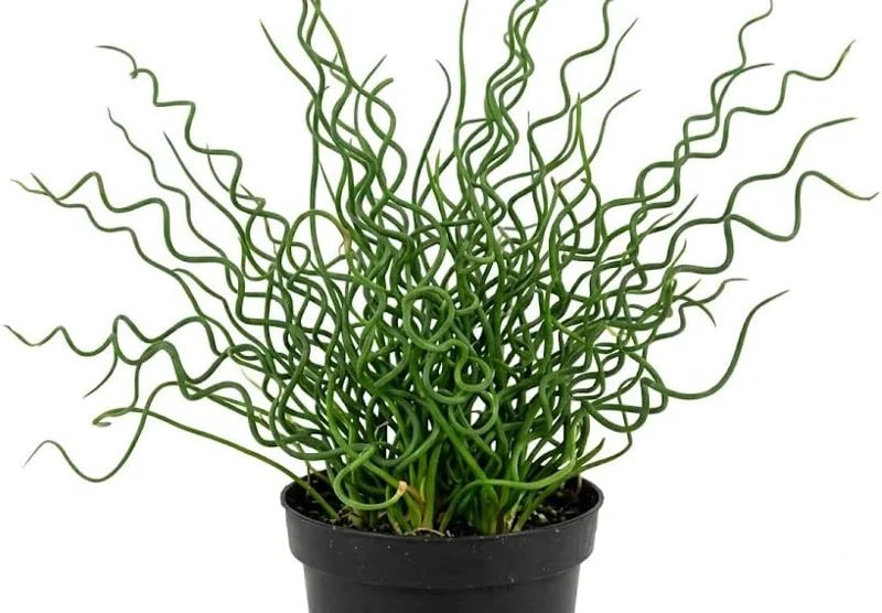 Corkscrew Rush Live Plant 4" Pot - Twisted Ornamental Grass - Indoor/Outdoor - Image 3