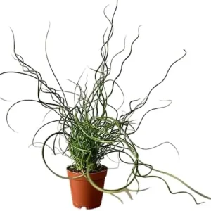 Corkscrew Rush Live Plant 4