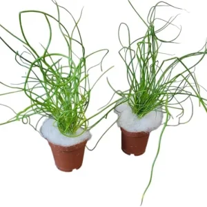 Corkscrew Rush Live Plant 4