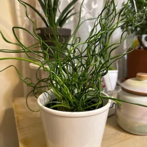 Corkscrew Rush Live Plant 4