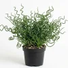 Corkscrew Rush Live Plant 4" Pot - Twisted Ornamental Grass - Indoor/Outdoor - Image 1