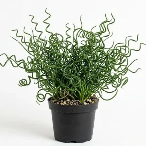 Corkscrew Rush Live Plant 4" Pot - Twisted Ornamental Grass - Indoor/Outdoor - Image 1