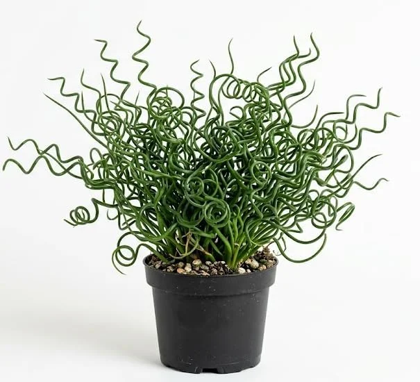 Corkscrew Rush Live Plant 4" Pot - Twisted Ornamental Grass - Indoor/Outdoor - Image 1