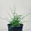 Corkscrew Rush Live Plant - Twisted Ornamental Grass for Indoor/Outdoor - 2" Pot - Image 1