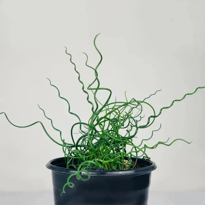 Corkscrew Rush Live Plant - Twisted Ornamental Grass for Indoor/Outdoor - 2" Pot - Image 1