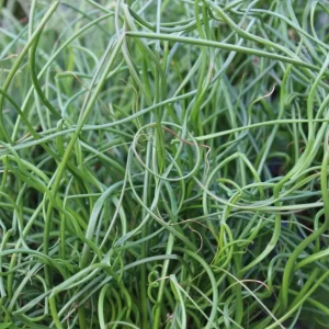 Corkscrew Rush Live Plant - Twisted Ornamental Grass for Indoor/Outdoor - 2