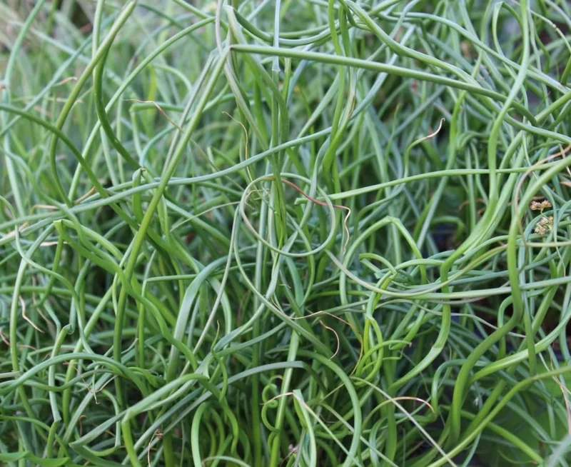 Corkscrew Rush Live Plant - Twisted Ornamental Grass for Indoor/Outdoor - 2" Pot - Image 3
