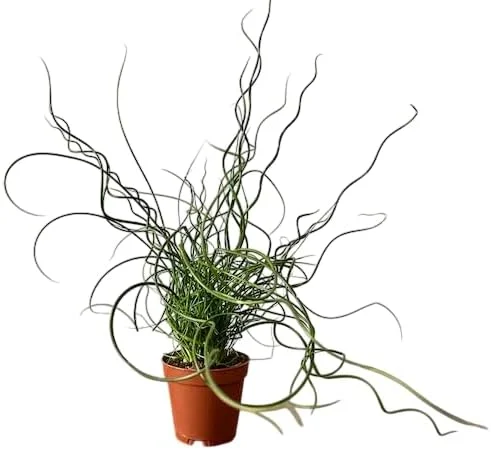 Corkscrew Rush Live Plant - Twisted Ornamental Grass for Indoor/Outdoor - 2" Pot - Image 4