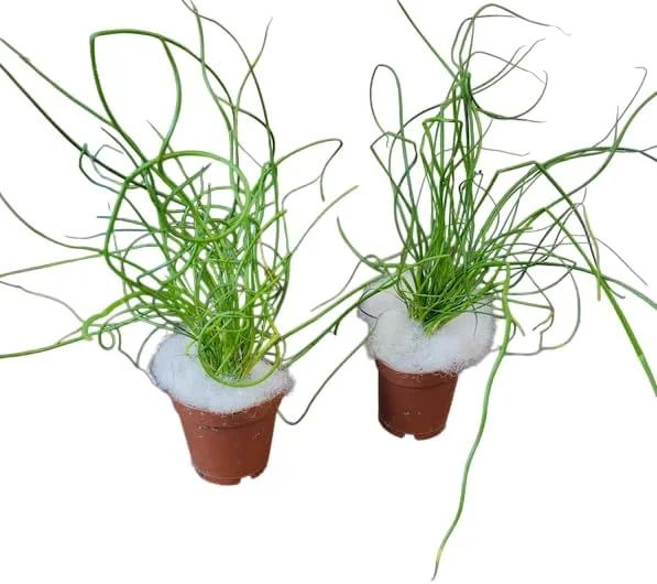 Corkscrew Rush Live Plant - Twisted Ornamental Grass for Indoor/Outdoor - 2" Pot - Image 5