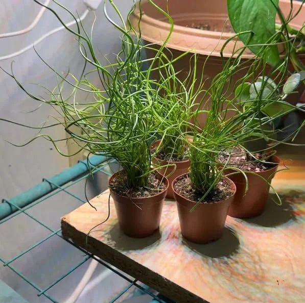 Corkscrew Rush Live Plant - Twisted Ornamental Grass for Indoor/Outdoor - 2" Pot - Image 7