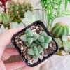 Corpuscularia Lehmannii Ice Plant Live Succulent - 2 inch Pot - Image 1