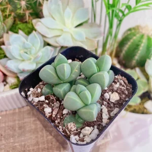 Corpuscularia Lehmannii Ice Plant Live Succulent - 2 inch Pot - Image 7