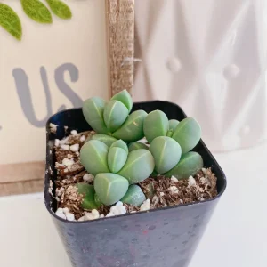 Corpuscularia Lehmannii Ice Plant Live Succulent - 2 inch Pot - Image 8