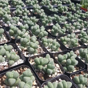 Corpuscularia Lehmannii Ice Plant Live Succulent - 2 inch Pot - Image 9