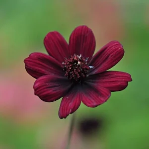 Cosmos 'Chocamocha' Live Starter Plant - Fragrant Chocolate Cosmos, 3-6" Tall in 2.5" Pot - Image 2