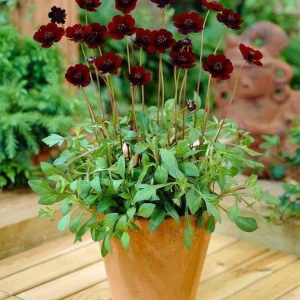 Cosmos 'Chocamocha' Live Starter Plant - Fragrant Chocolate Cosmos, 3-6