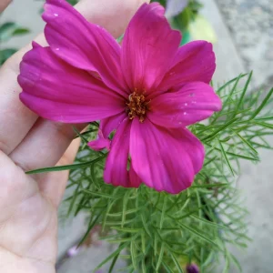 Cosmos Sonata Live Plants - 6 Pack Mixed Colors, 3-Inch Pot - Image 5